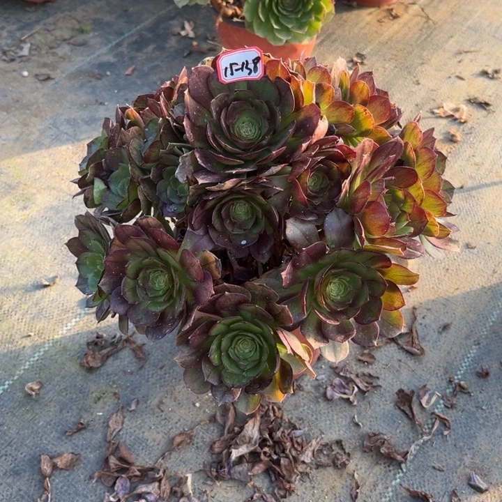 15-138黑膜多肉植物