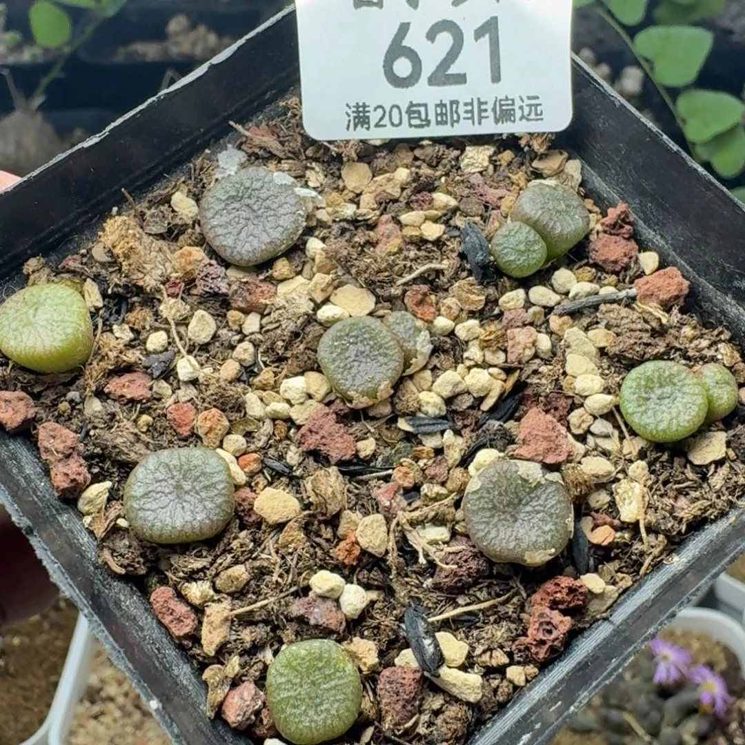 蜜枣铜壶带盆土。