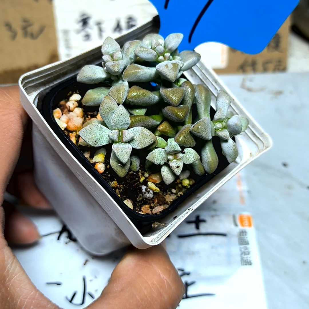 满6元包邮，白鹭群97号