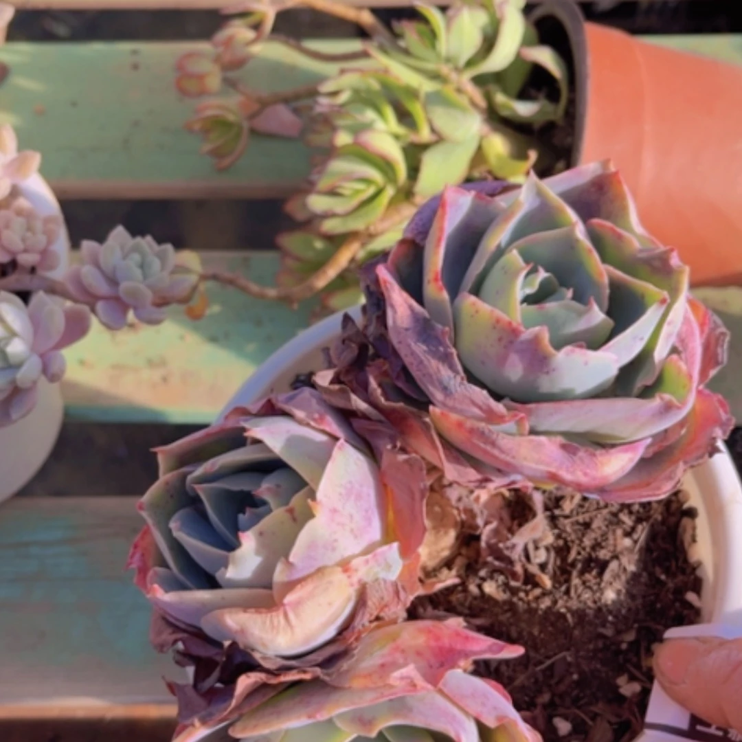 【闪购商品】达芬奇密码17230