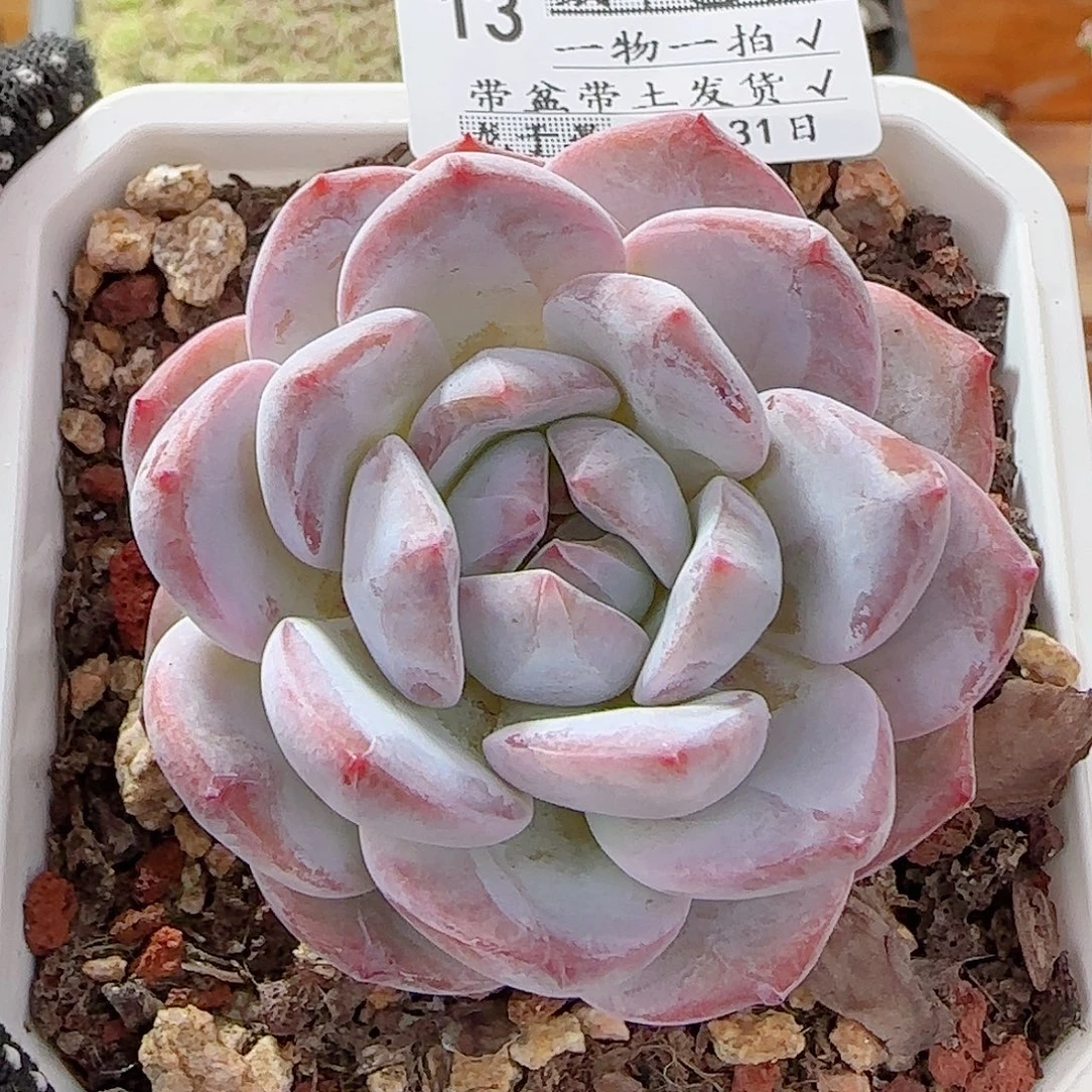 多肉0831-13橙梦露
