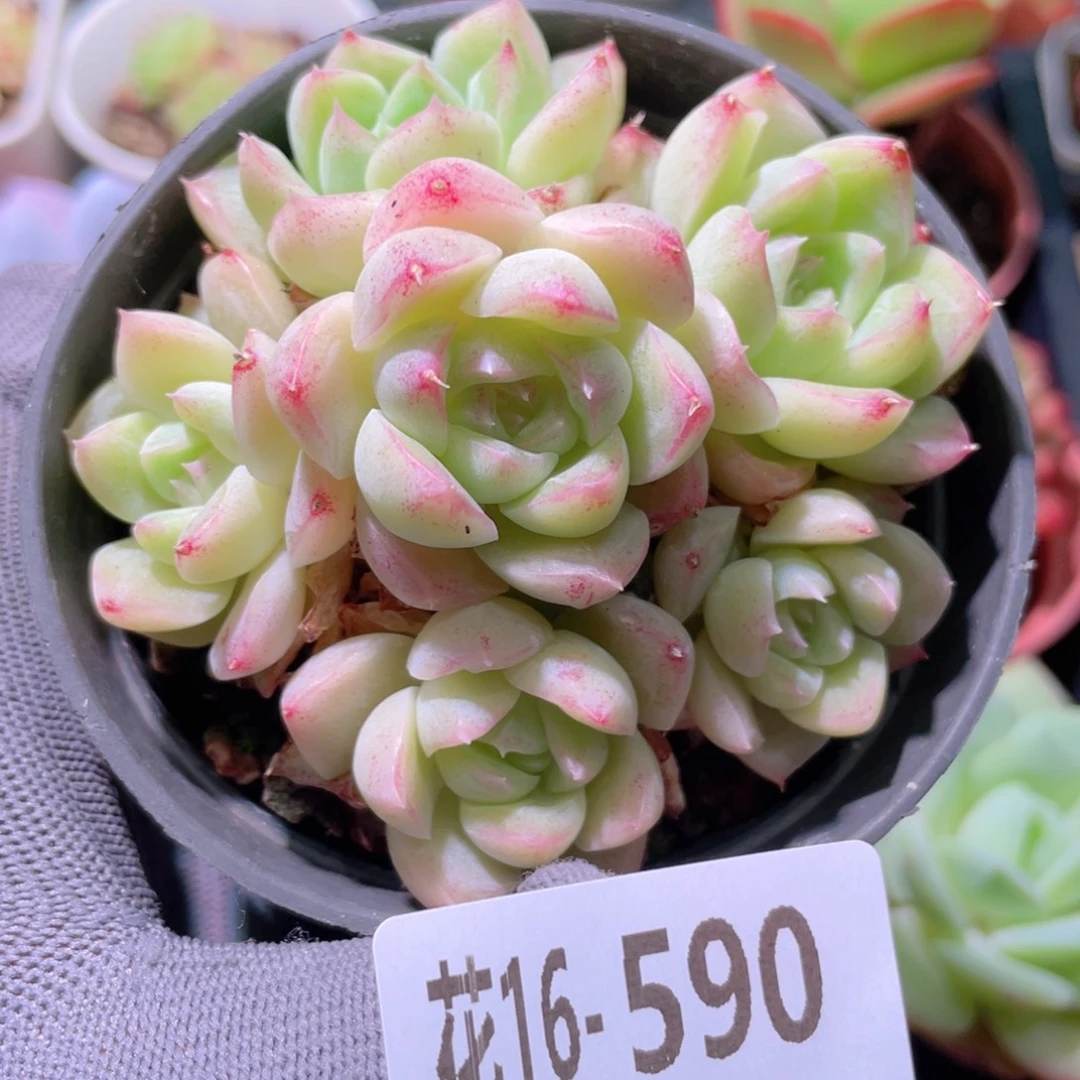 花利美16-590麦秆群