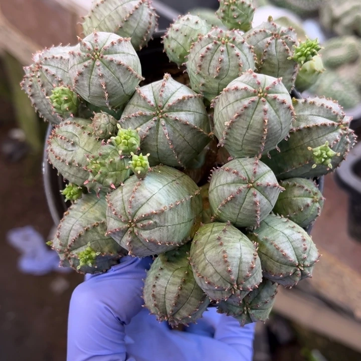 子吹布文球群10厘米盆