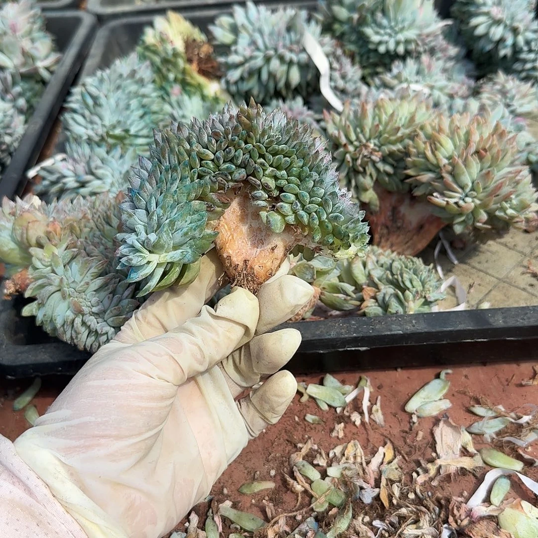 超级好的粗腿呀呀呀