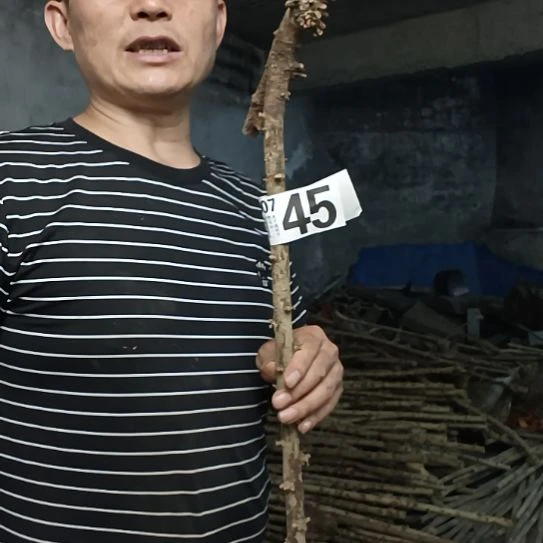 卢***生香榧木高山 檬子木文玩料