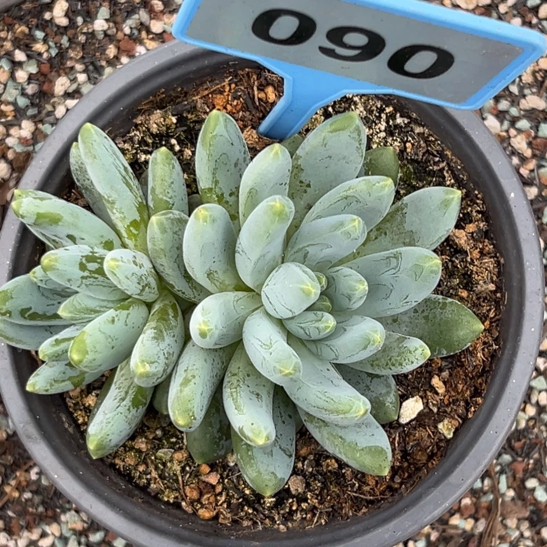 多肉植物阿蒂斯托090