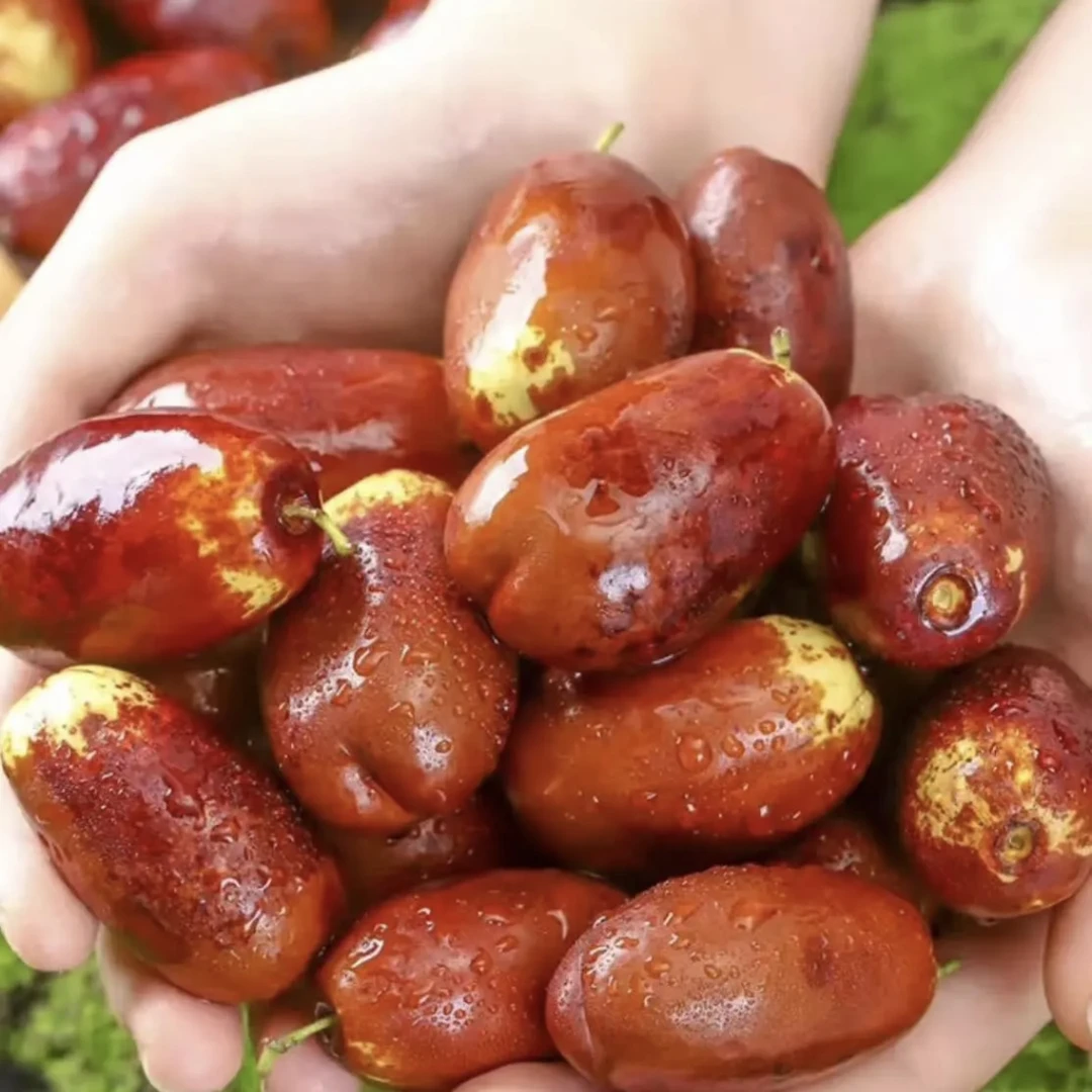 新鲜媳妇枣河南当季水果红枣鲜枣4斤2斤现摘现发
