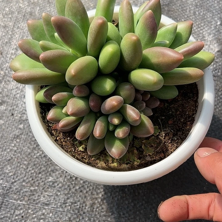 【闪购商品】芒果奶7头