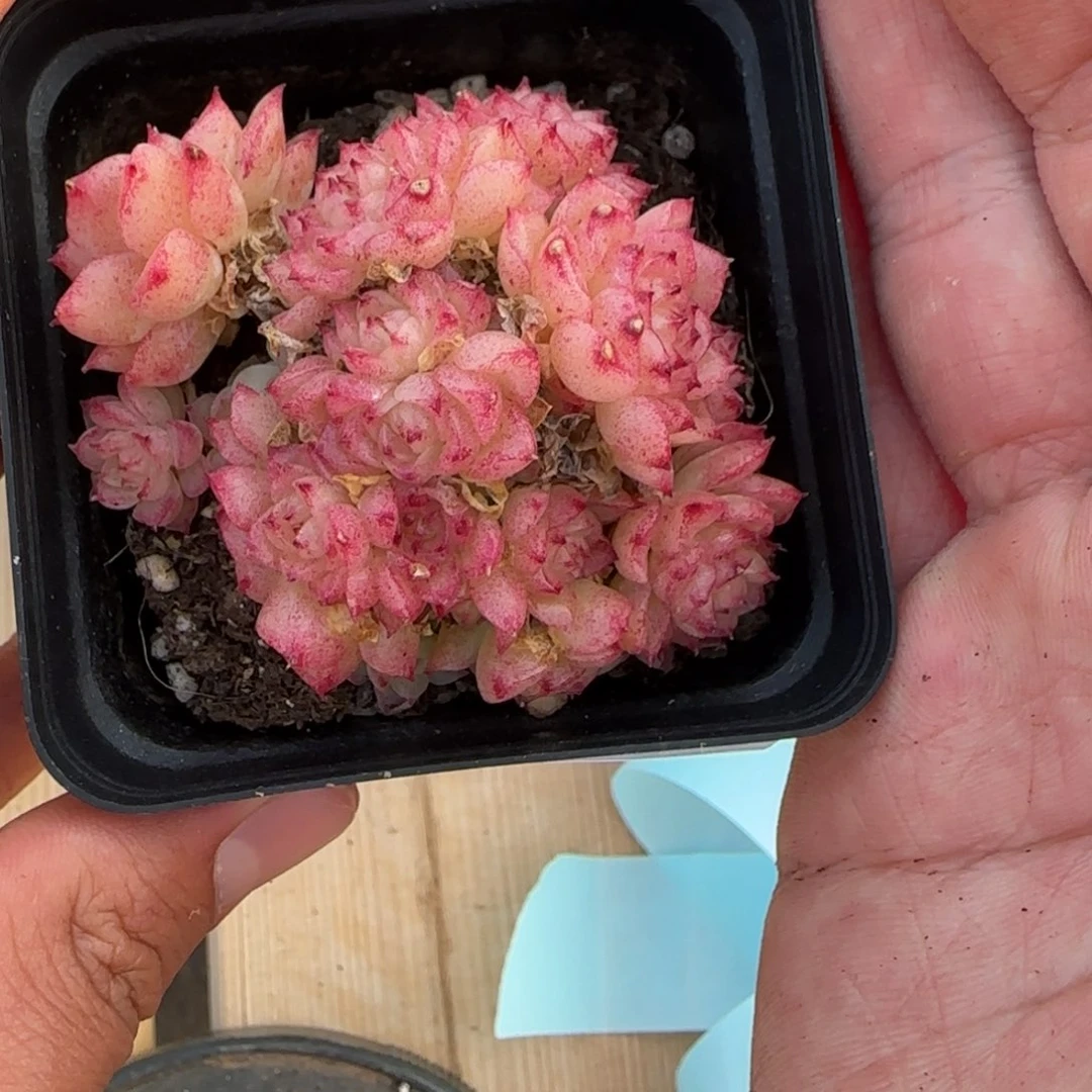 一物一拍麦秆珍妮05126