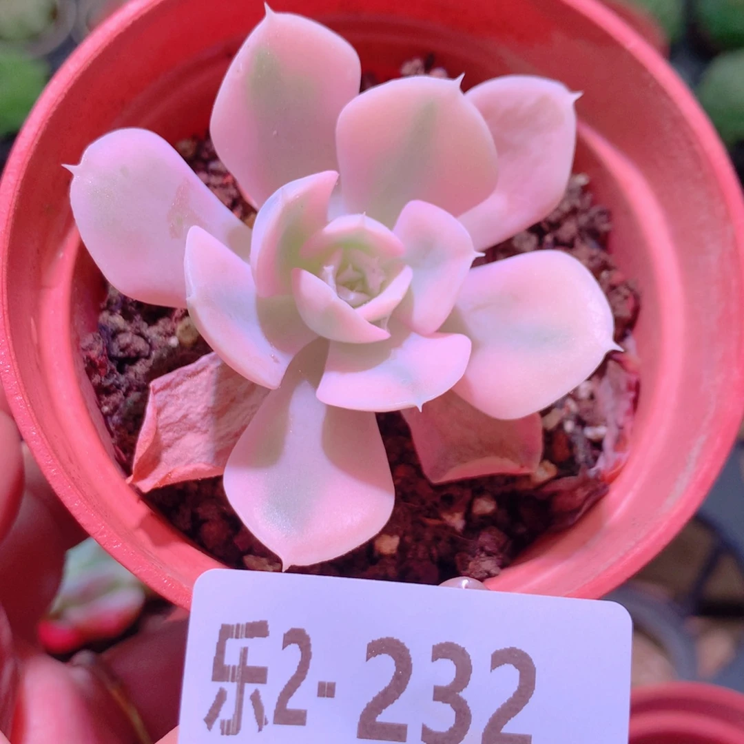 乐然2-232 鲁氏锦