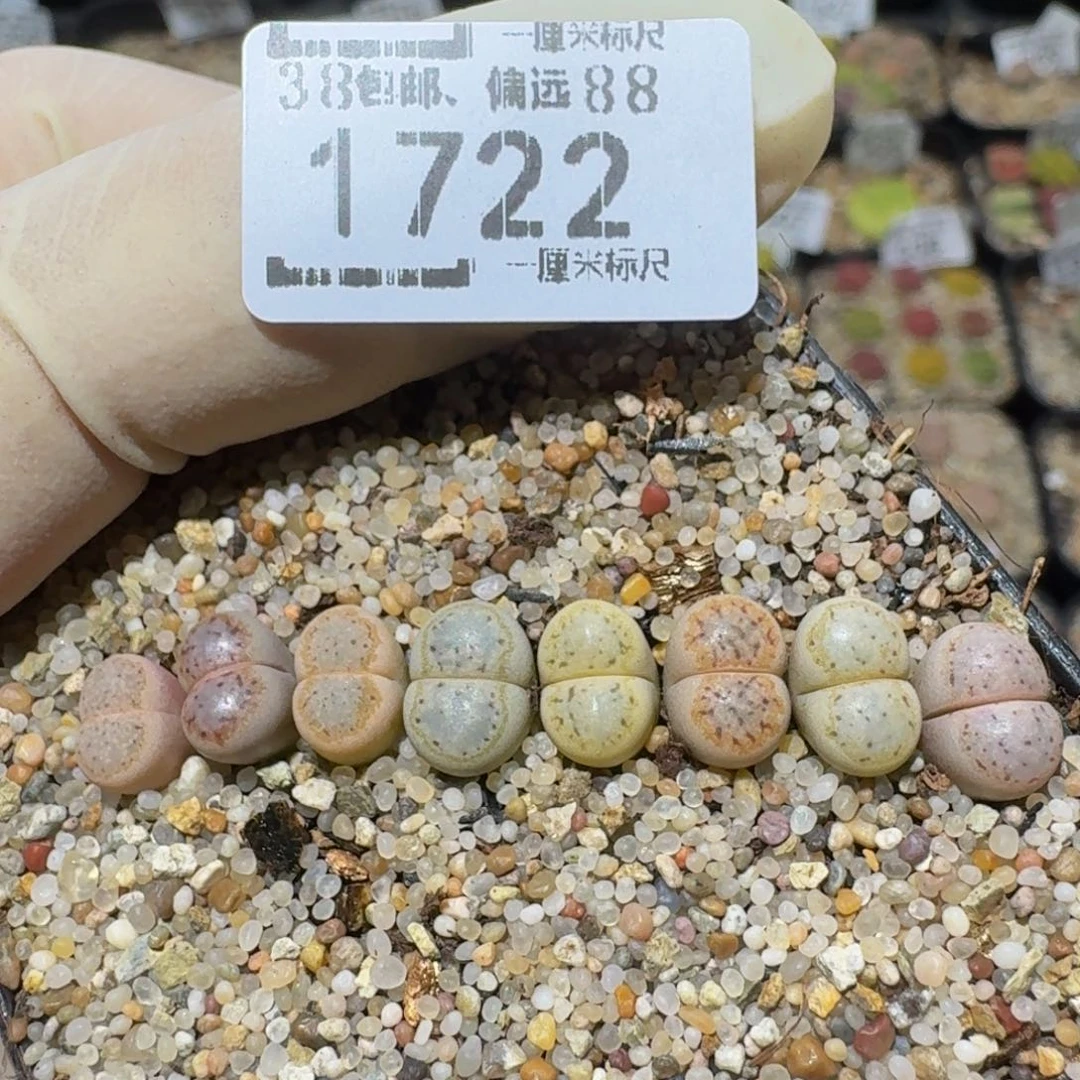 zzzz生石花肉锥1722
