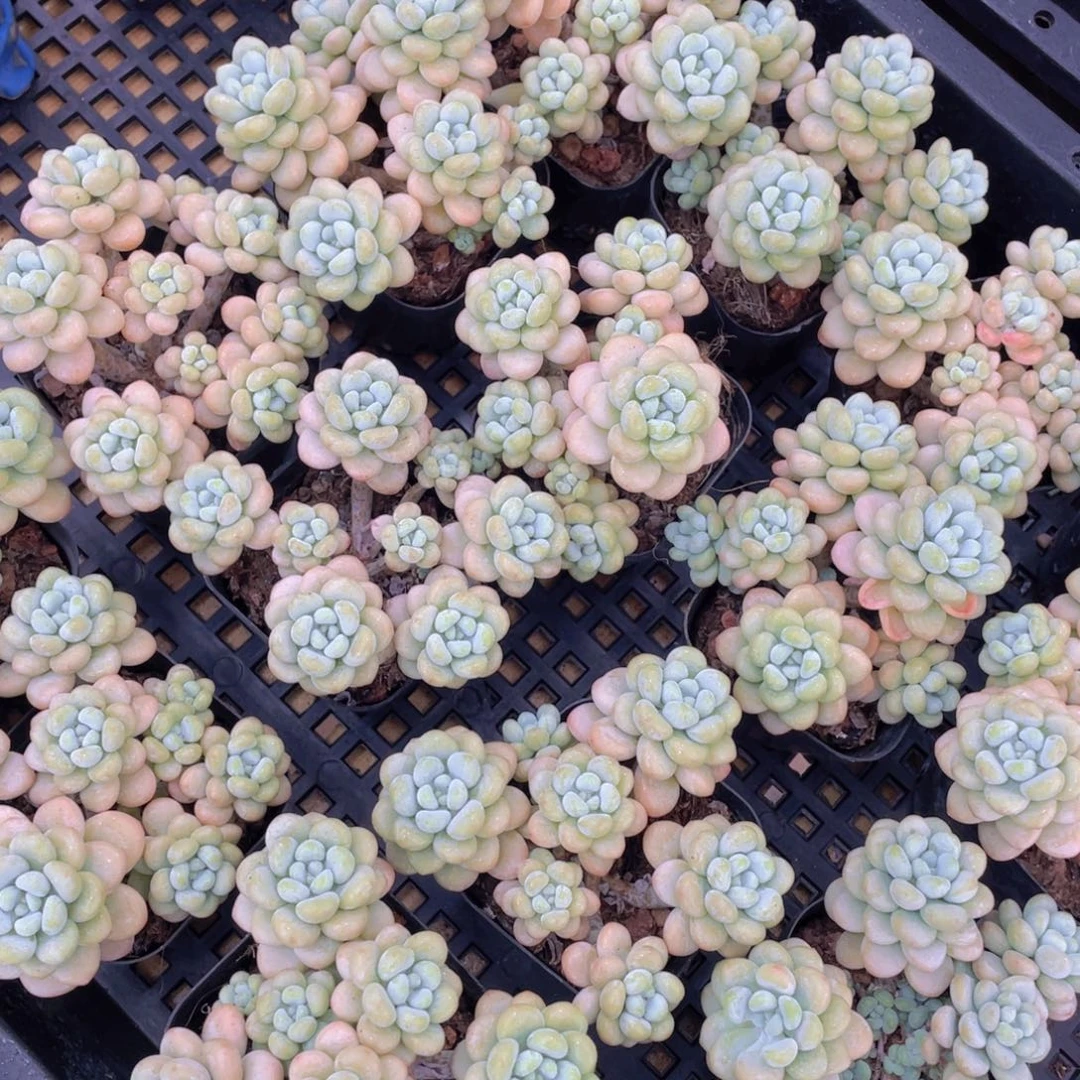 量拍1号 洛可可老桩高腿大群生6头起一个