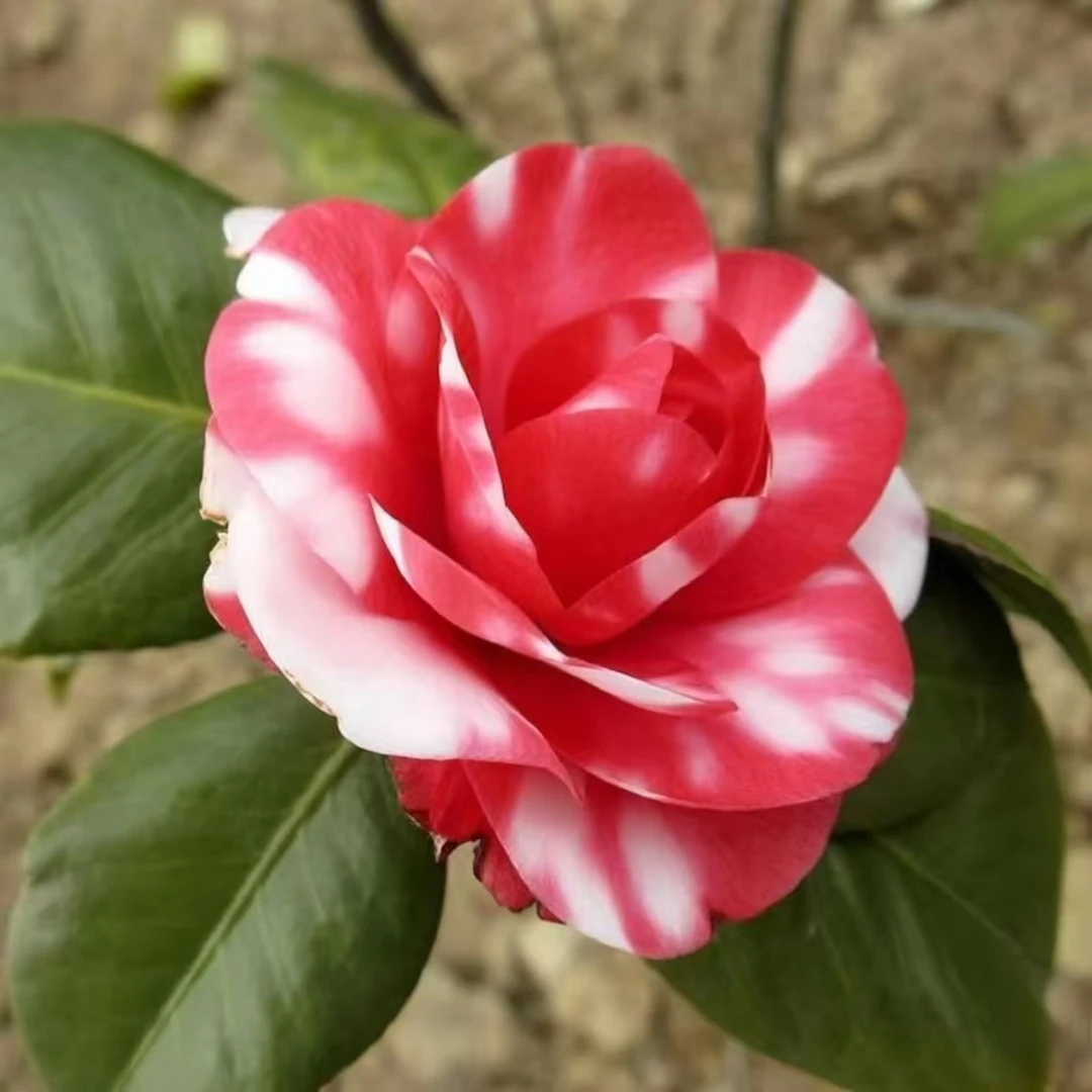 【花露珍茶花/花蝴蝶茶花】复色红白牡丹重瓣花型 原生苗
