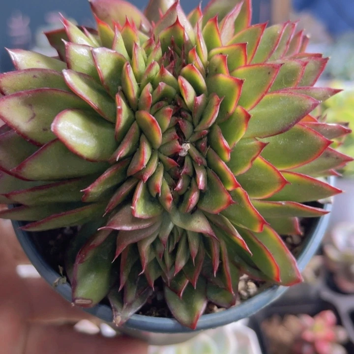 吉赛儿缀多肉植物453