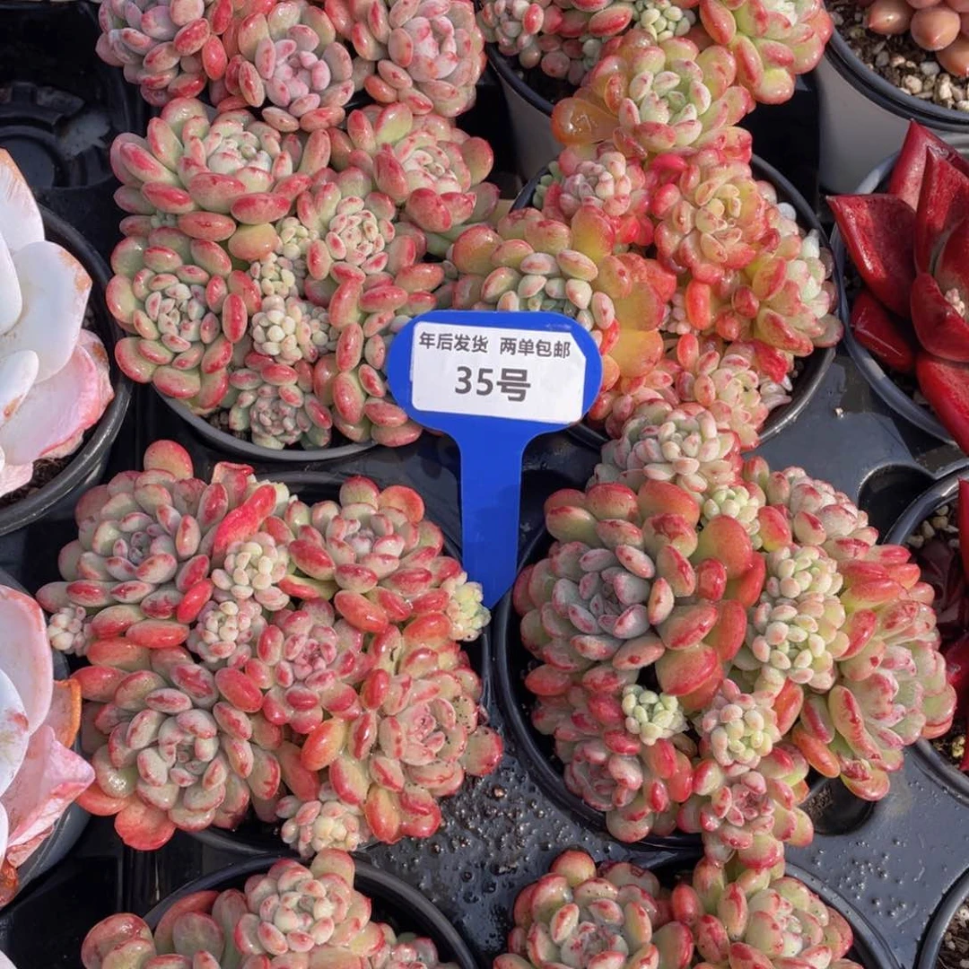 35号萌豆大群生一个