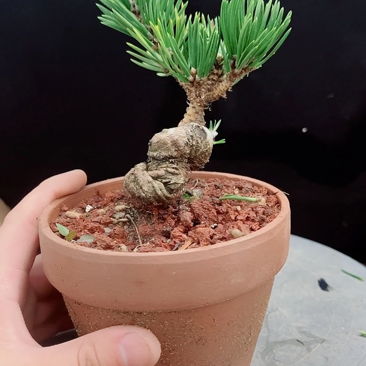 郭***）寸稍黑松实物图片