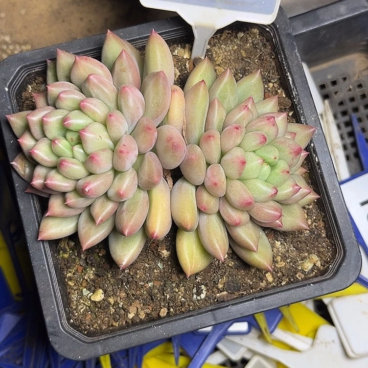 多肉植物米其林651