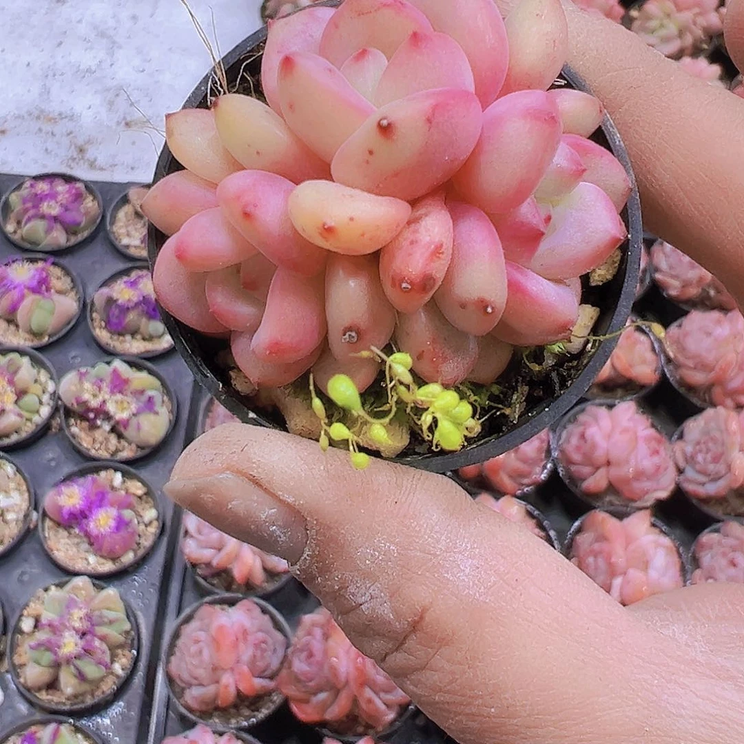 凌雪群带盆带土19包邮