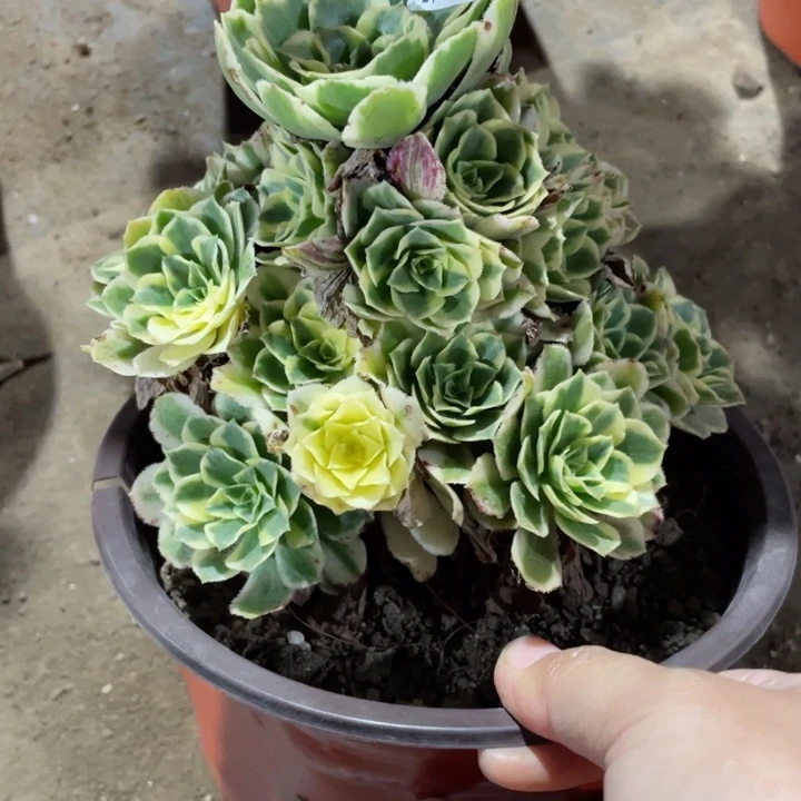 138迈巴赫多肉123445789