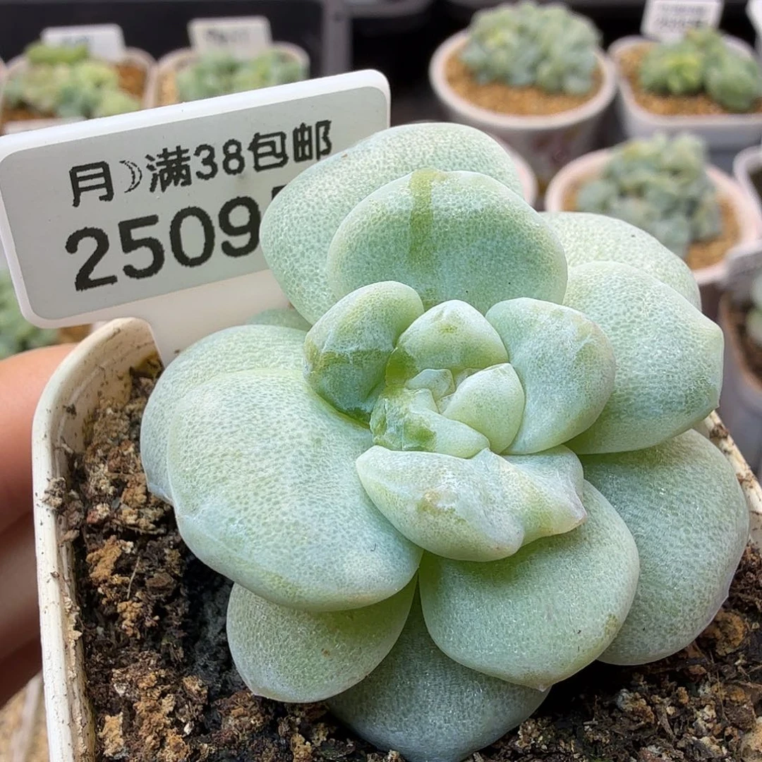 2509号冰玉石化 满38包邮