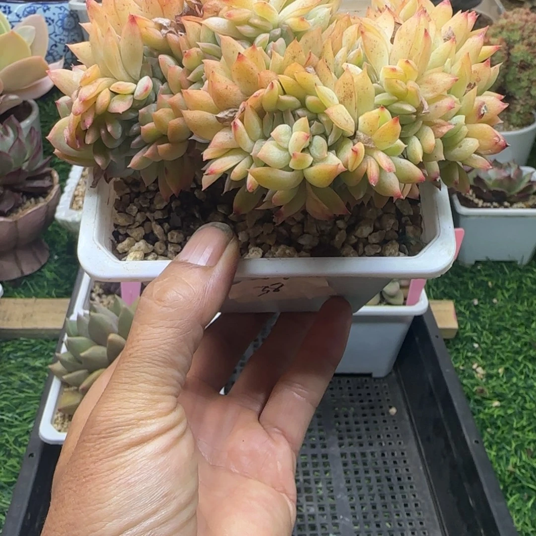 锦安精品多肉植物236