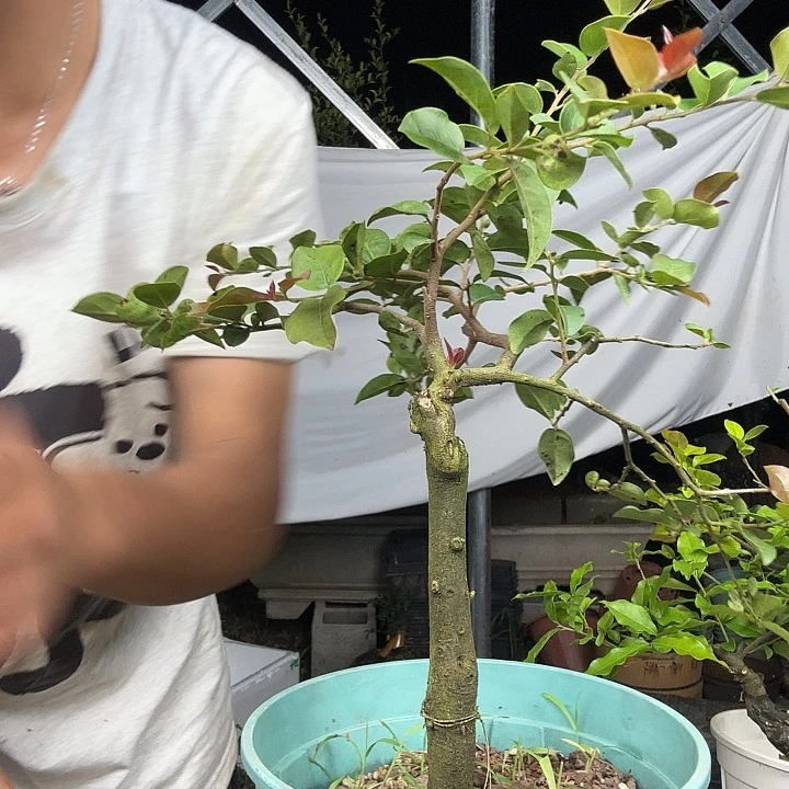 事***为无花朵金蛋子容易成活