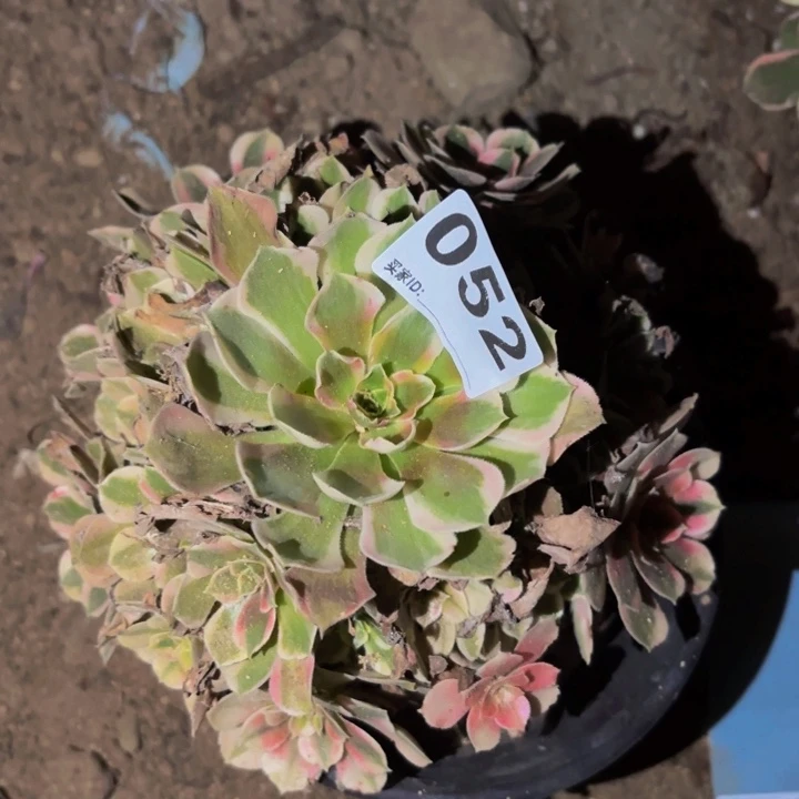 052糖果菊多肉植物