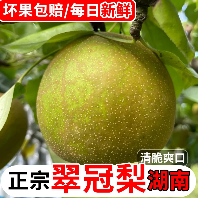 湖南怀化翠冠梨新鲜当季现摘黄皮翠冠梨皇冠梨酥脆黄花梨孕妇水果