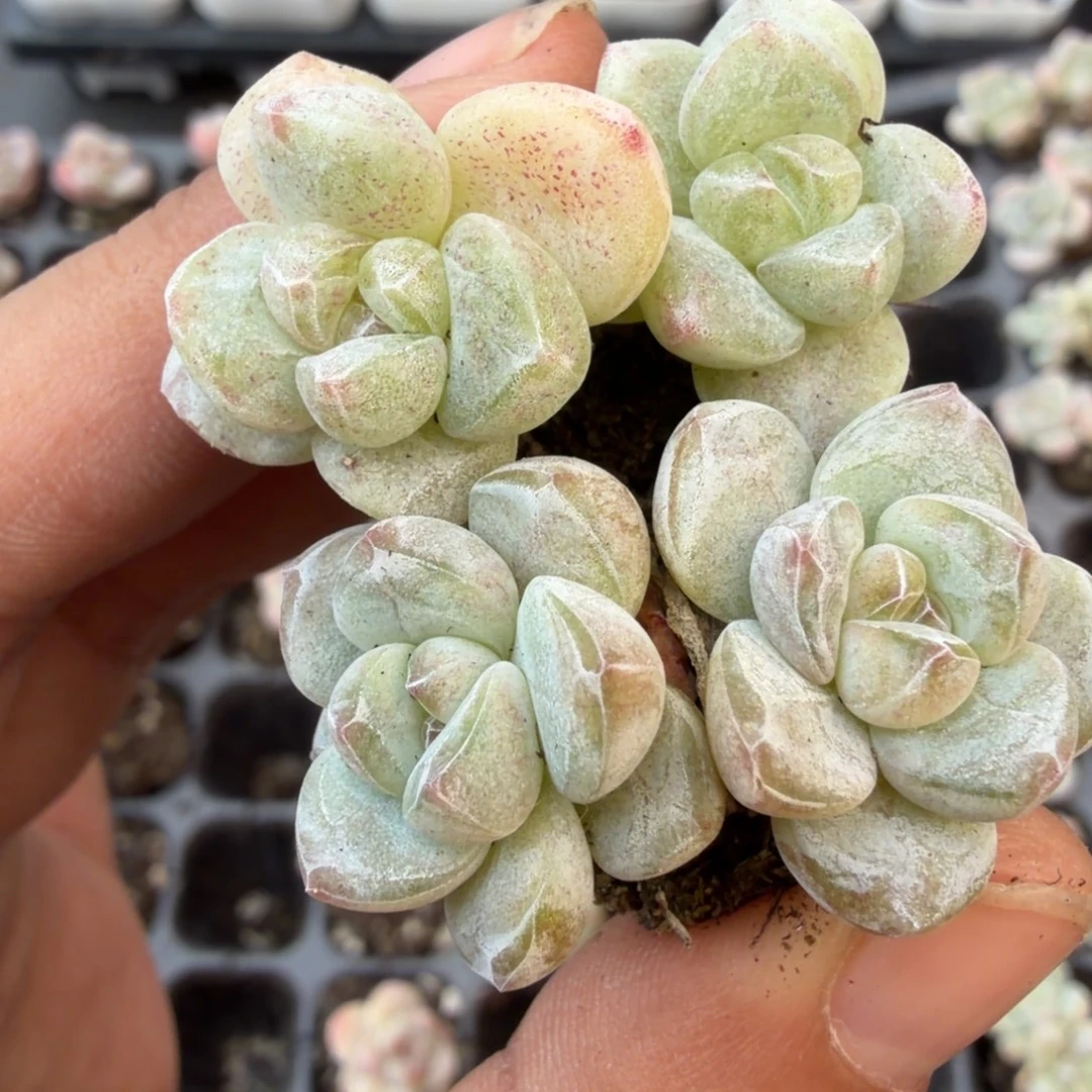 147号到手6颗微石化