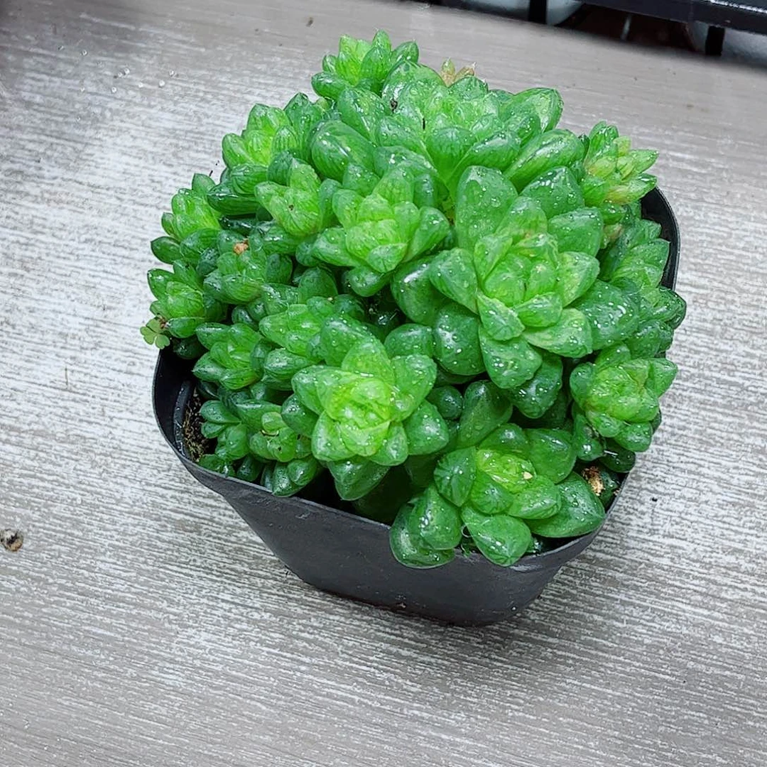 草玉露多肉一勿一拍
