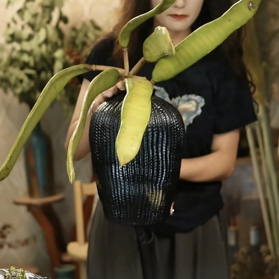 《郑郑优选》小众鲜花 凤凰木豆荚 可以做干花 绘画