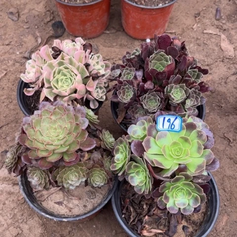 196多肉植物组合,