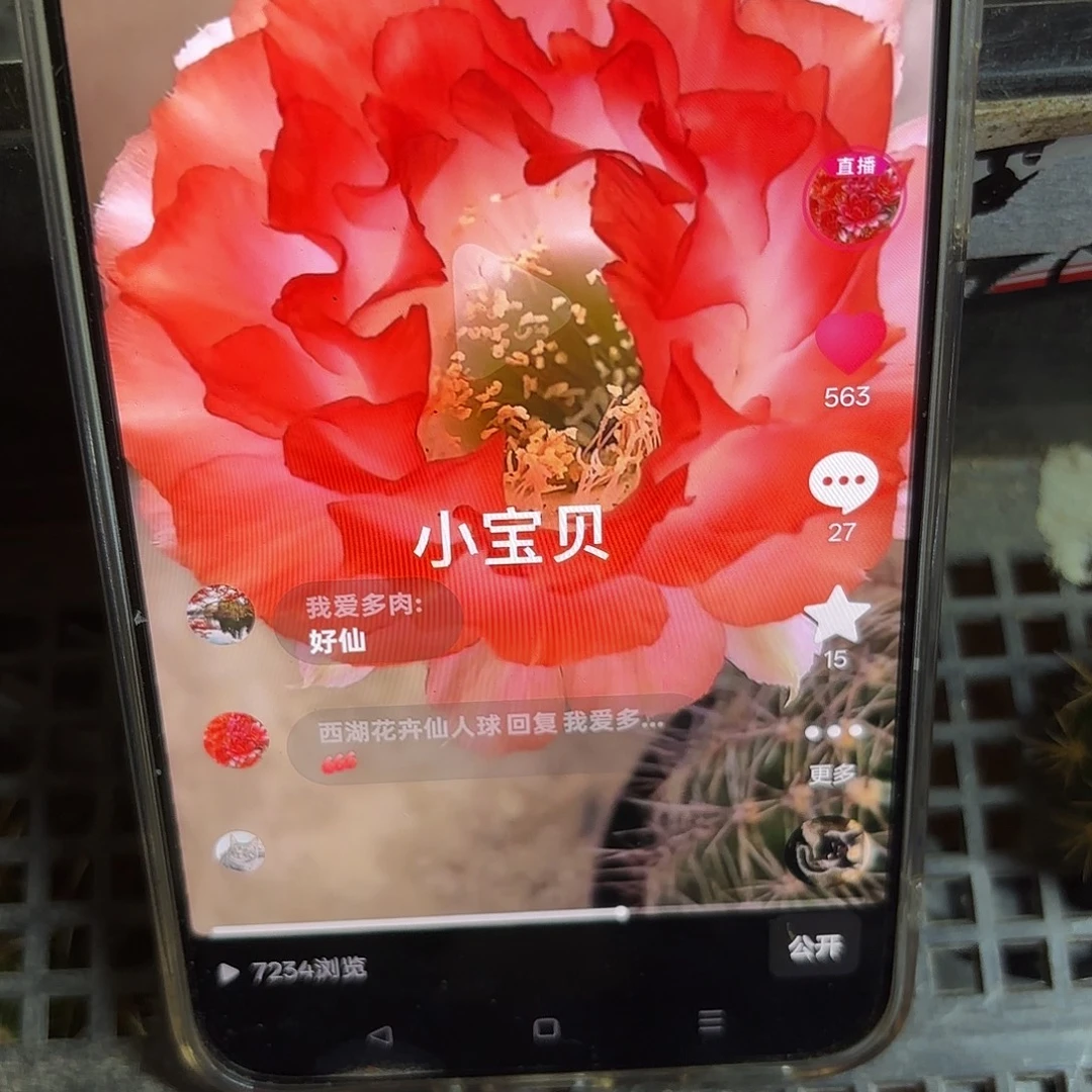 小宝贝彩4公分侧牙20包邮29