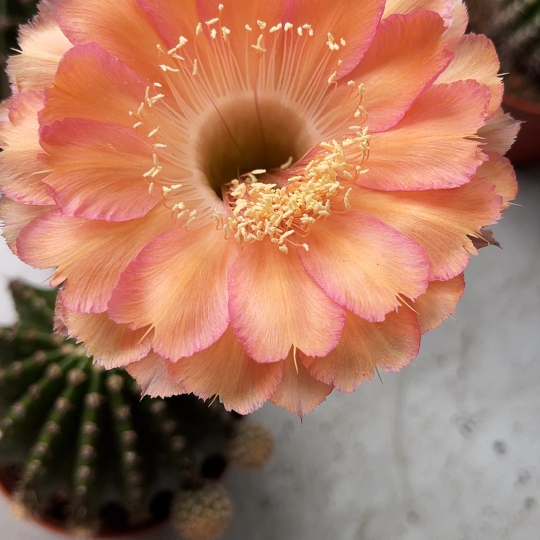 彩草心舞侧芽2.5公分左右