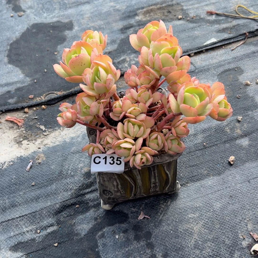 叶*精品多肉一物一拍135