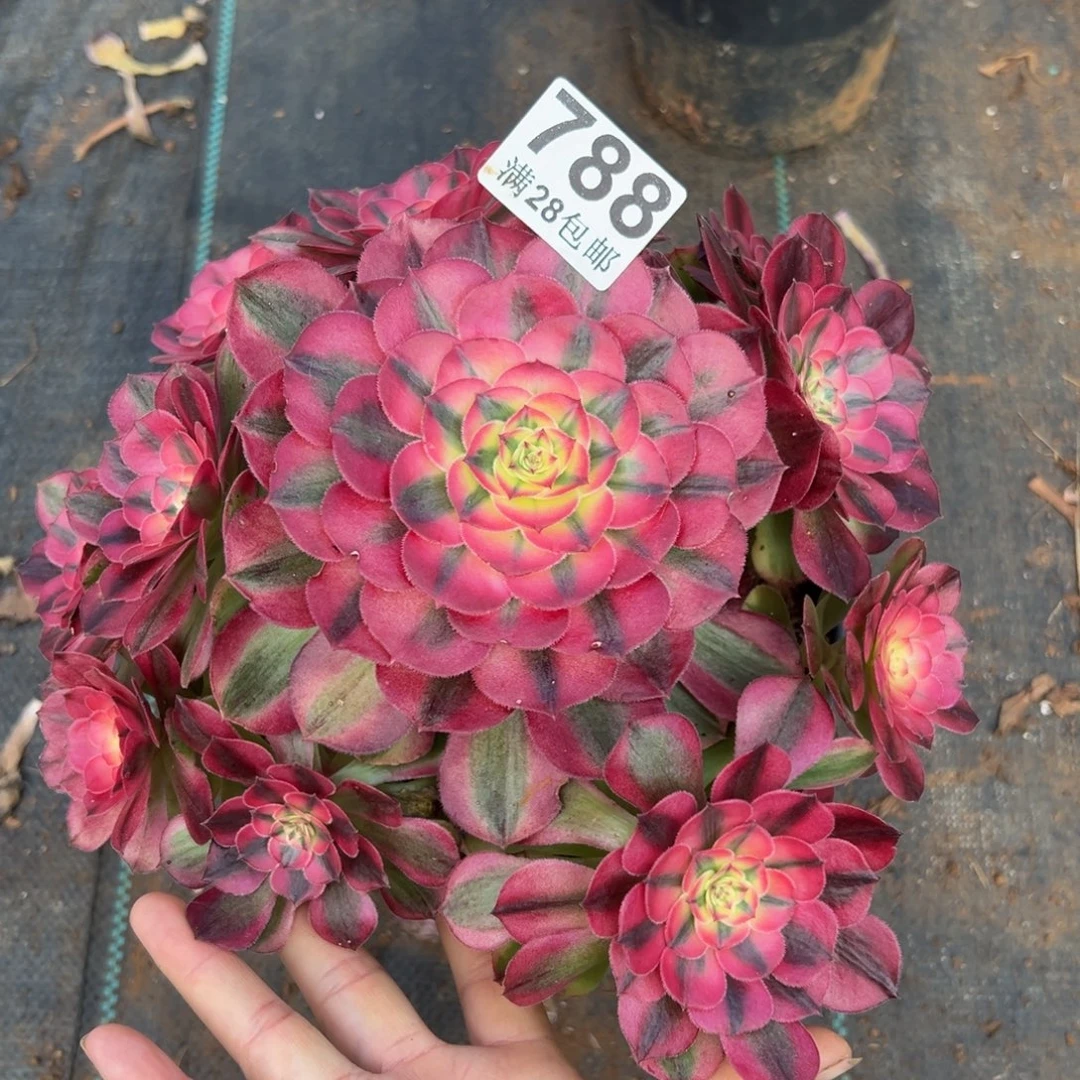 多肉植物788荔枝的