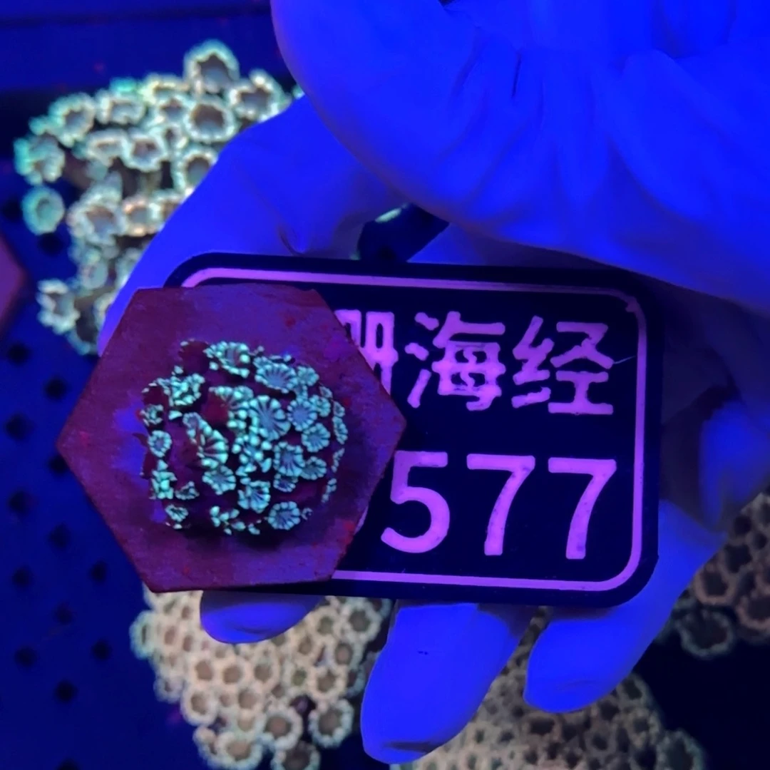 奶***猫纽扣珊瑚又又不包邮大花茉莉D577