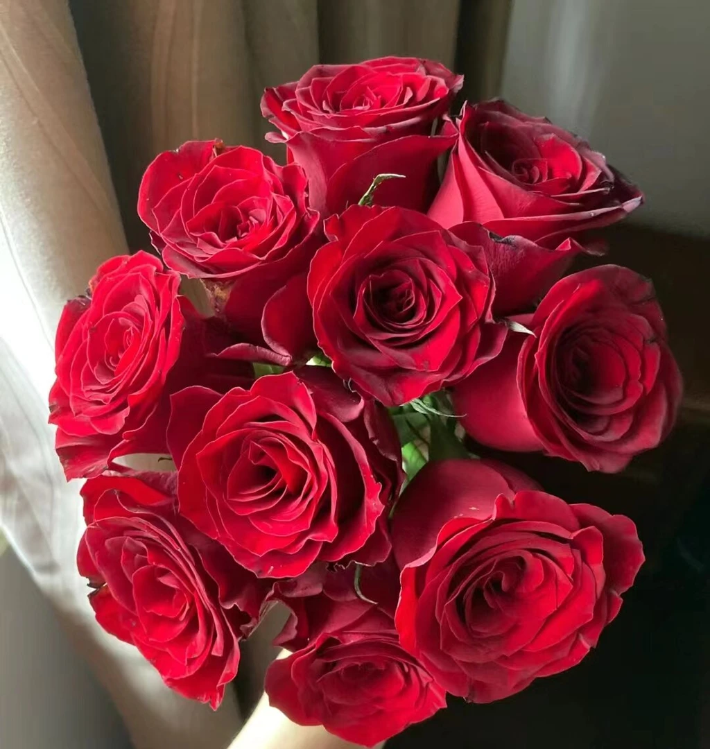 高原红玫瑰      相同地址任意两单送鲜花一束