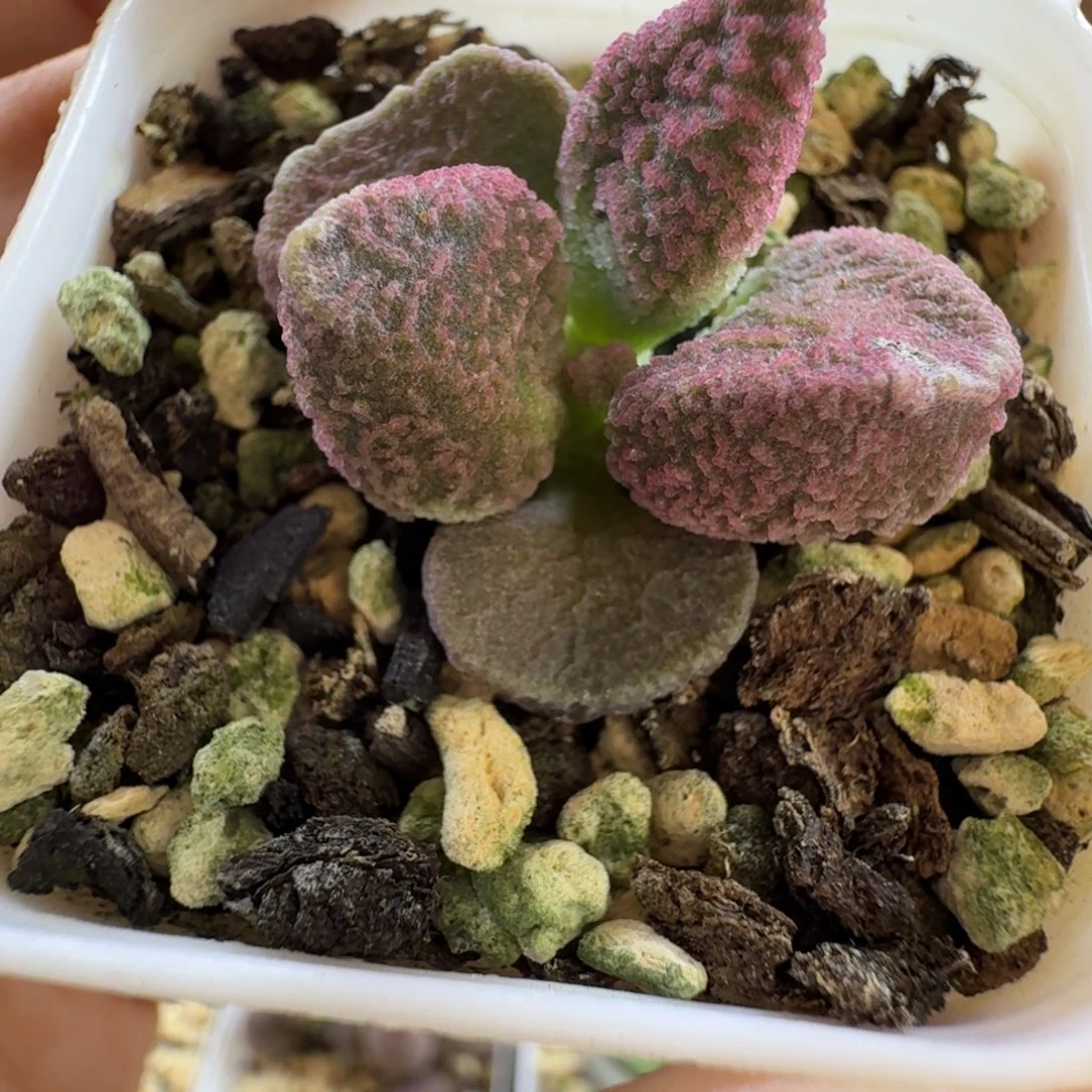 实生水泡多肉肉肉