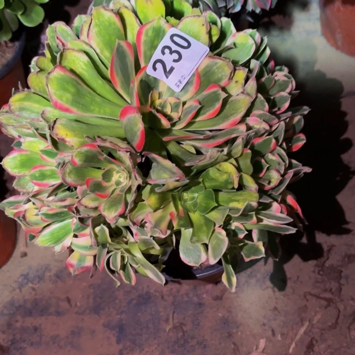 230男神多肉植物。。