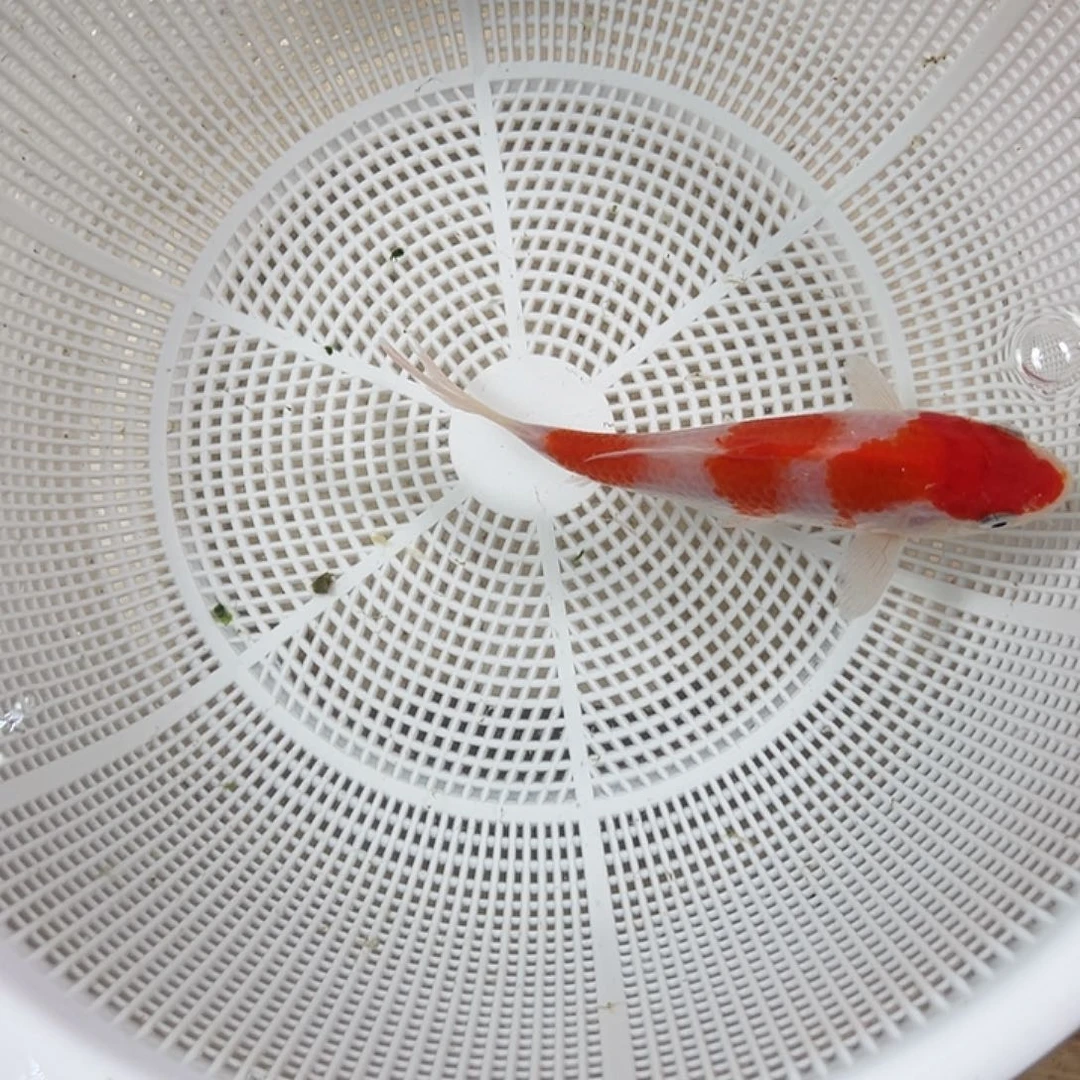 锦鲤血统锦鲤养殖