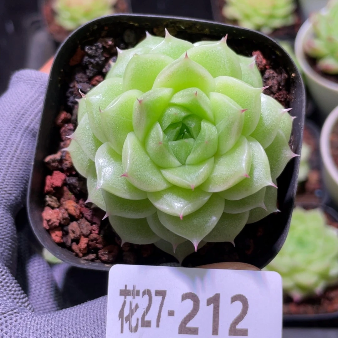 花利美27-212麦秆