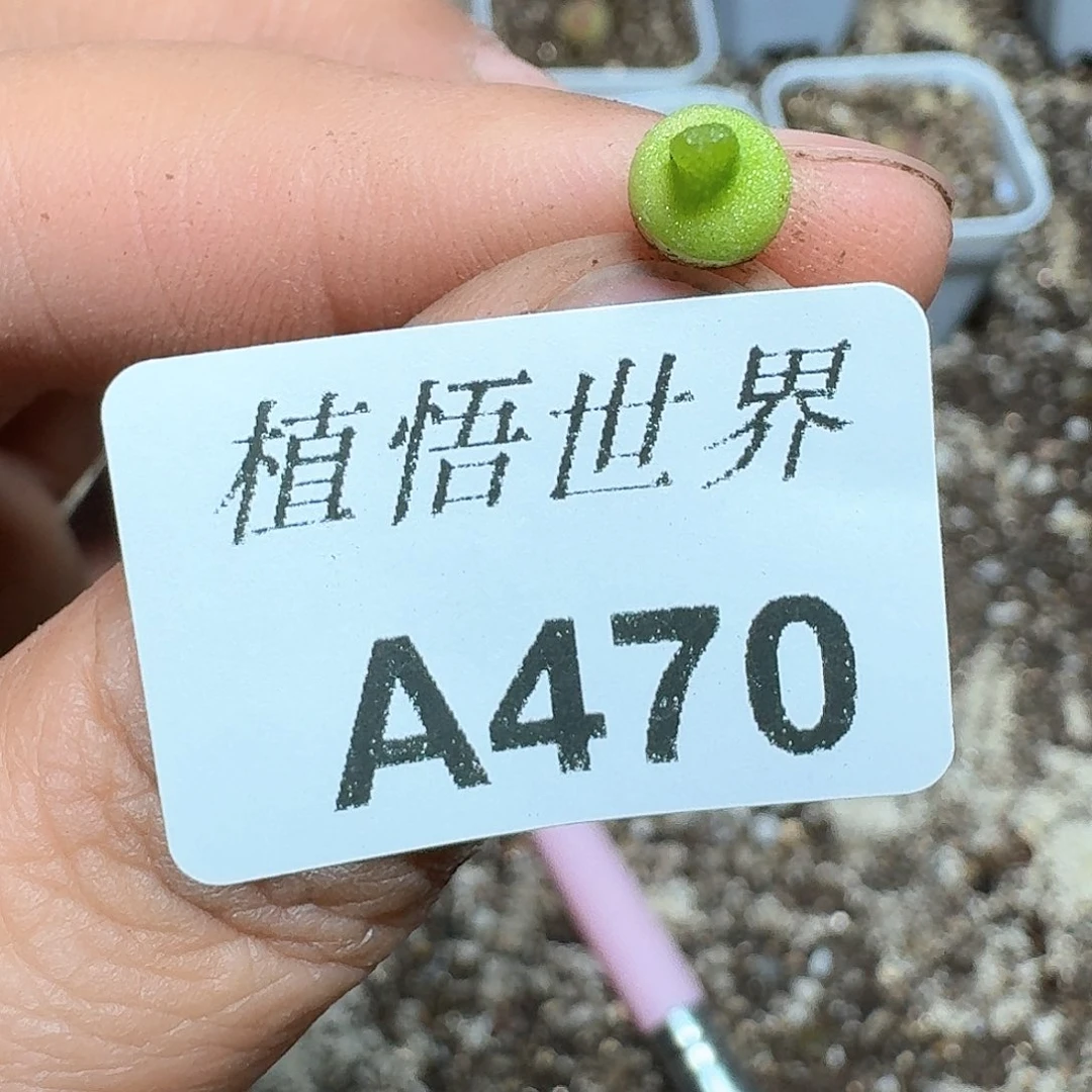 470号多肉植物哇f g