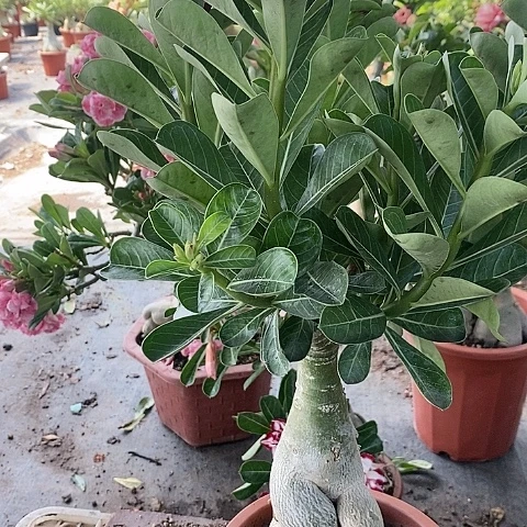 【闪购商品】无花朵黄*