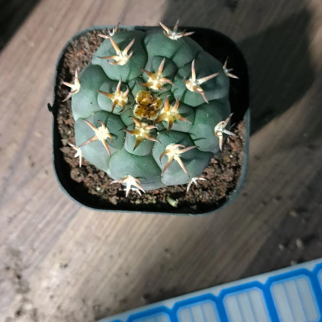 花花世界迷人眼的球球好看