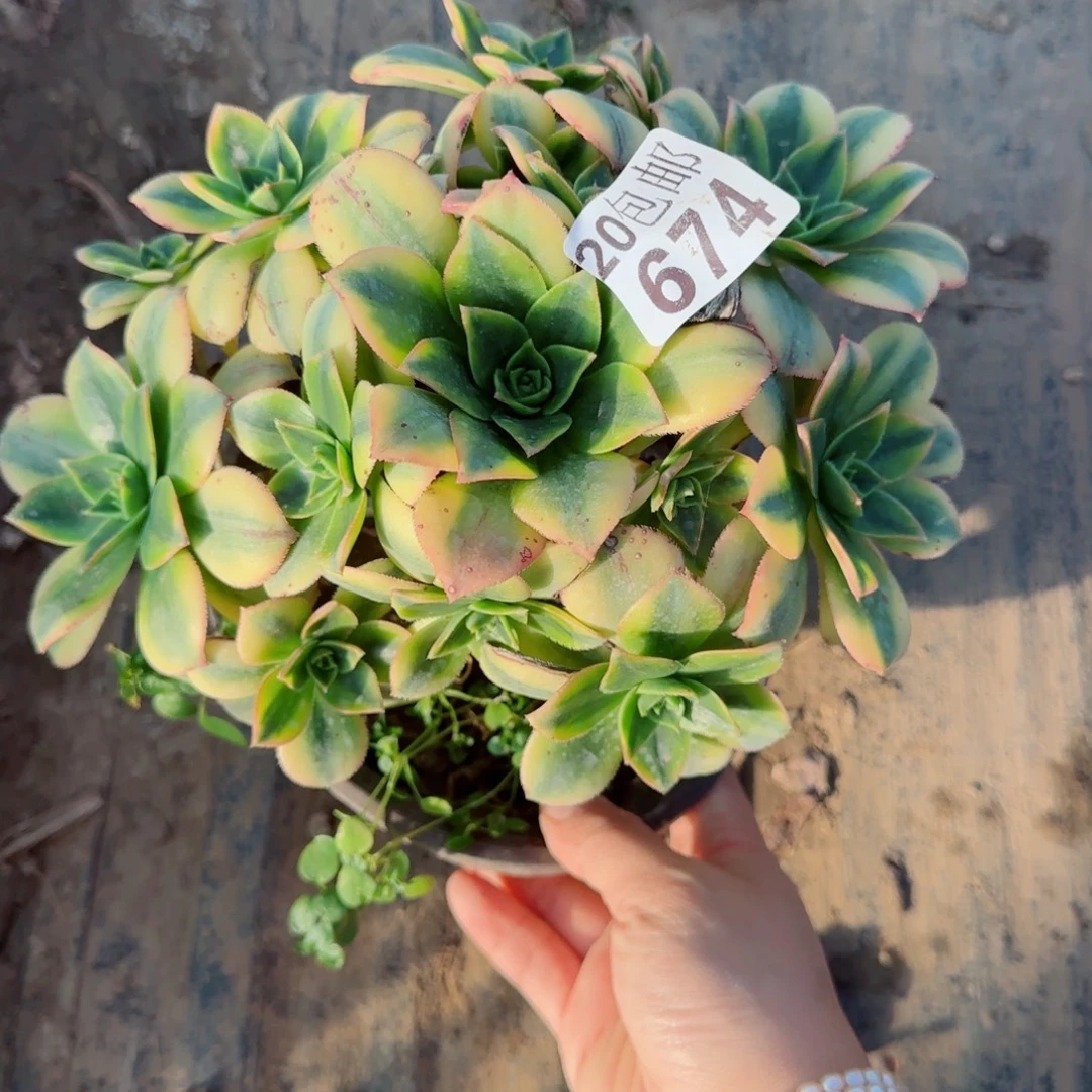 星爆674满20包邮断枝不包