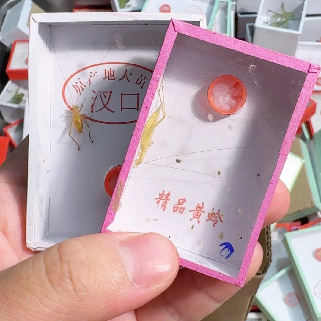 太***阳蟋蟀我想说什么我说的你知道