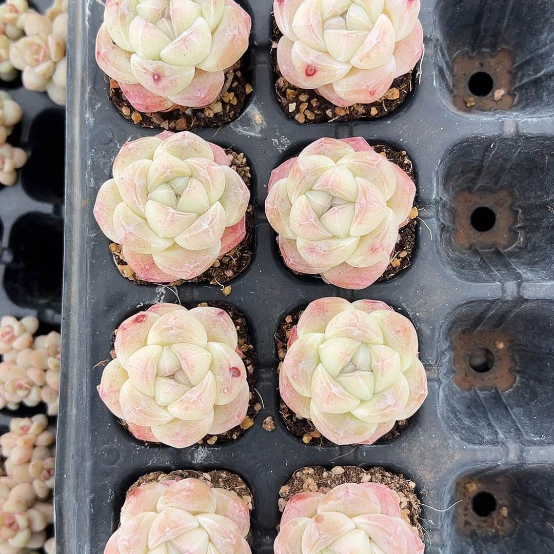 奇**玩多肉1170号，专拍