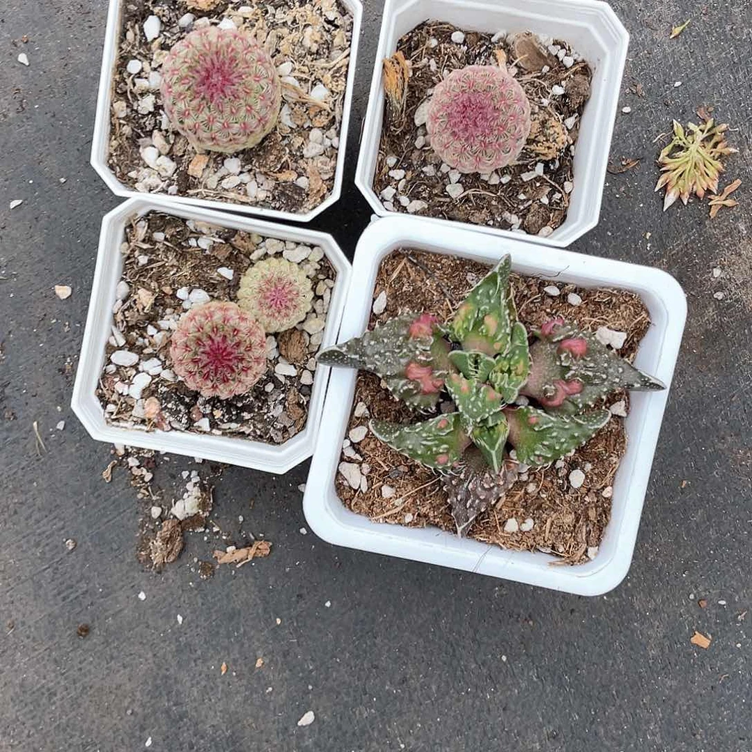 喜***p三个红太阳一个神乐狮子带盆发货