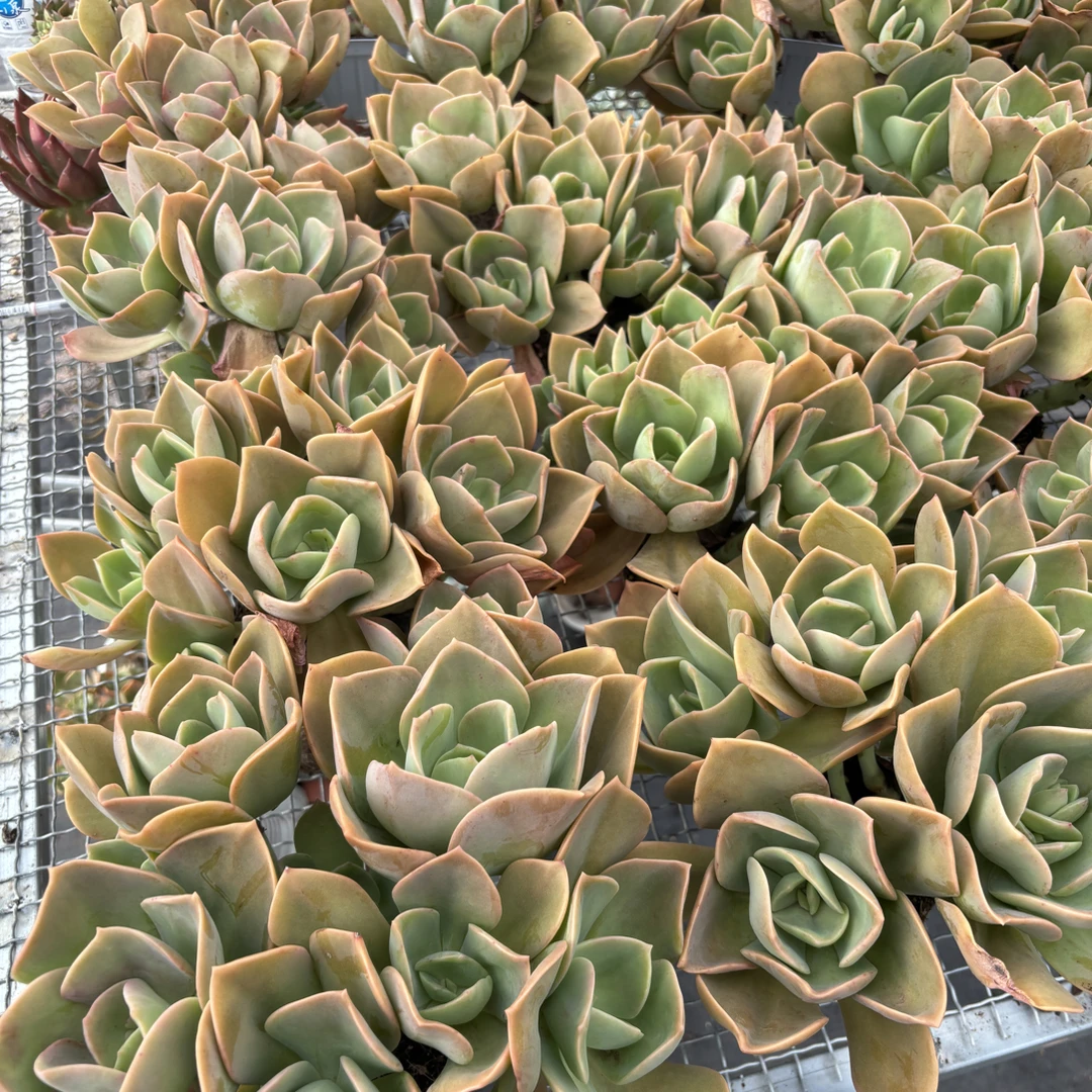 大冠幅整桩群生鹤氏多肉植物